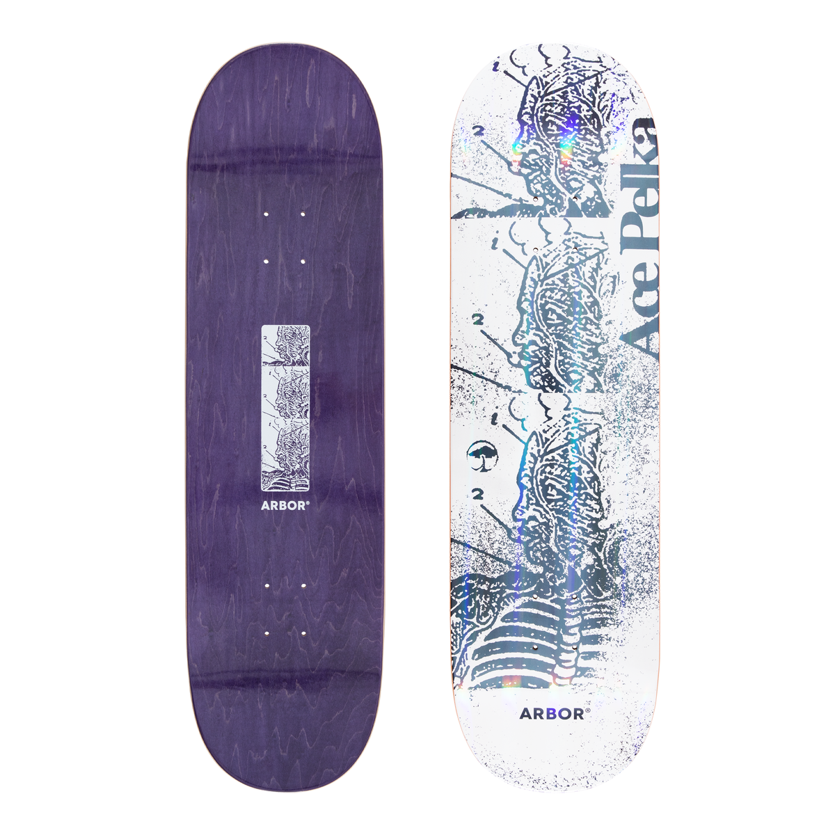 Ace Pelka Anatomy 8.75